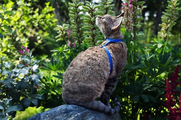 A leashed and harness cat in a garden. 