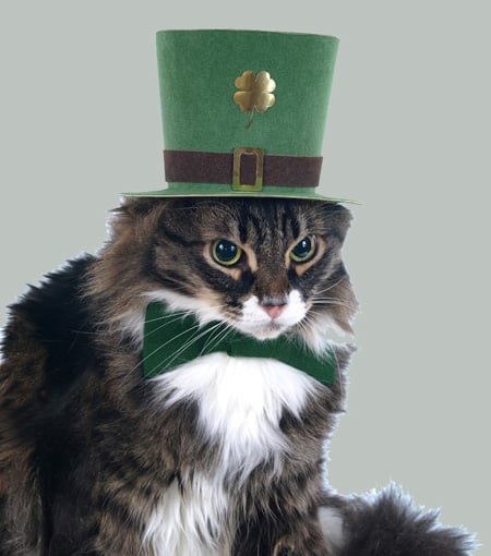 st patrick day limericks for elementary