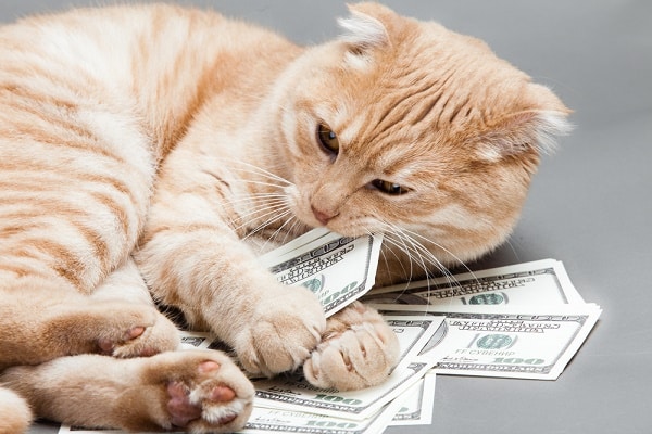 Ways My Cats Save Me Money - Catster