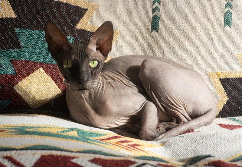 Can Cats Go Outside in the Winter? Preparation Tips for Indoor