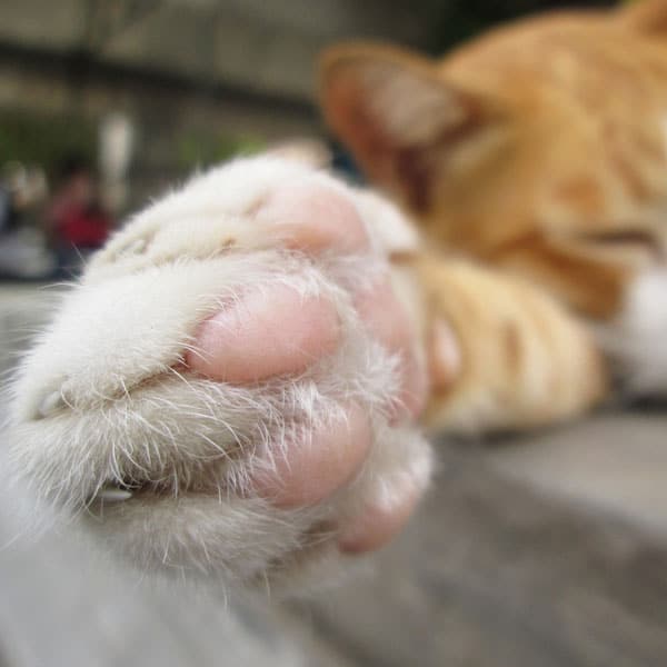 cats feet