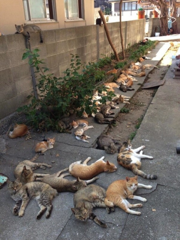 can you visit cat island japan