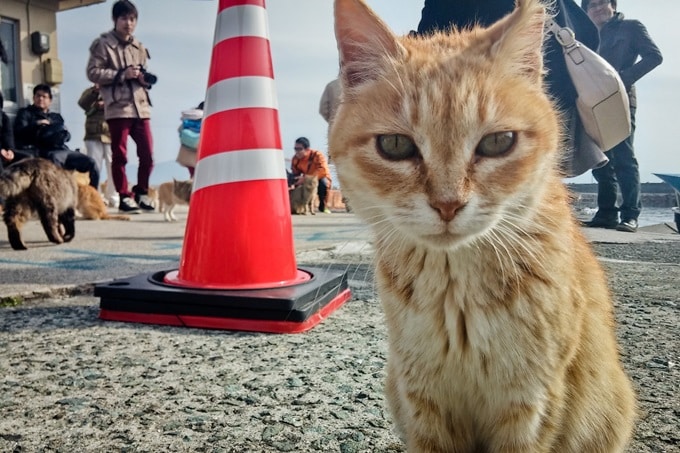 Ultimate Guide to Aoshima AKA Cat Island - Japan Switch