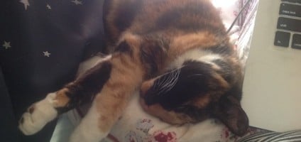 28 Cat Ears Back While Eating Gallery