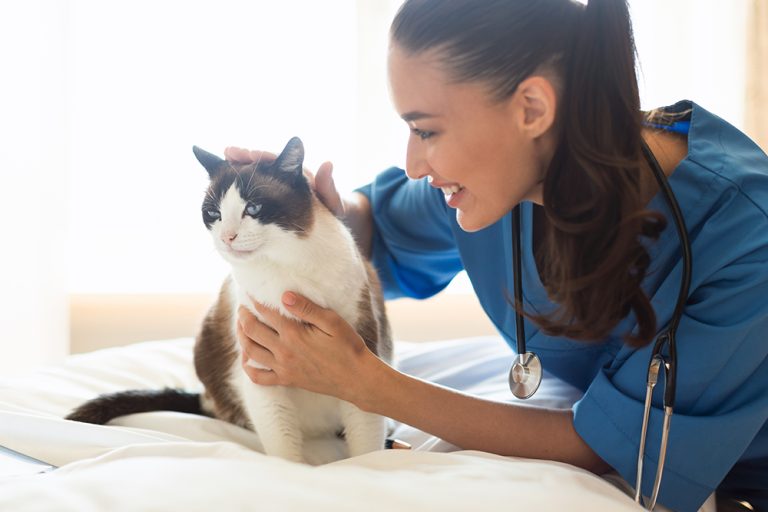 how-to-make-a-cat-feel-better-after-vaccines-3-vet-approved-tips-catster