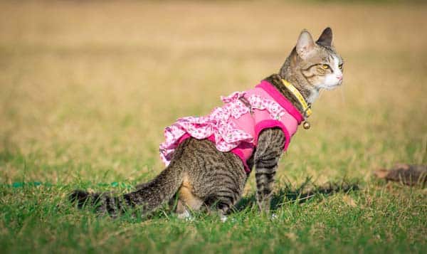 cat walking jacket