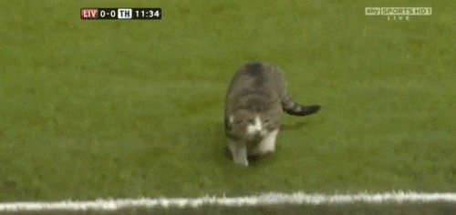 https://www.catster.com/wp-content/uploads/2015/06/0073bf7b9b3b21cac29f6abcc3fd2943.gif