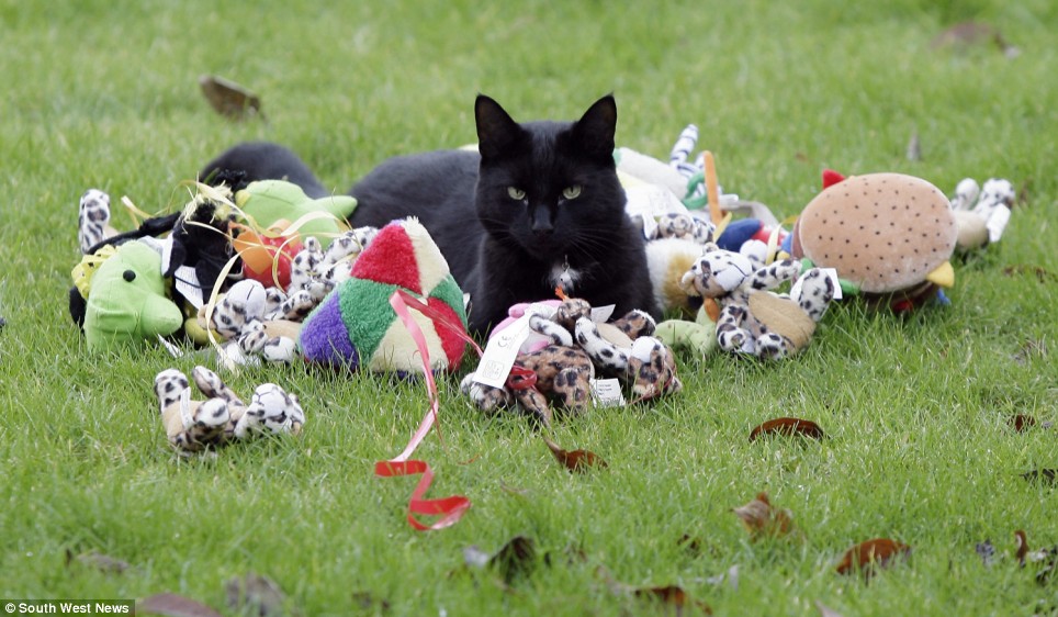 Cat Santa or Cat Burgler? - Catster