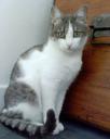 Why is my Cat Covered With Scabs? - Catster