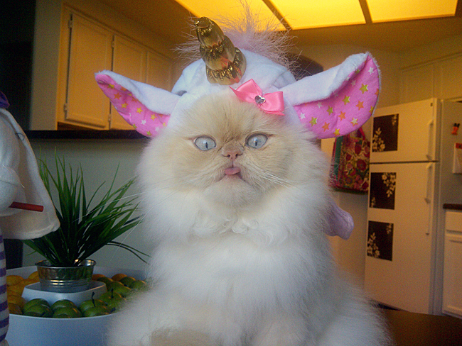  Dress  Fur Impress The Last Lunicorn Catster