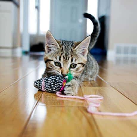 cat wrestling toy