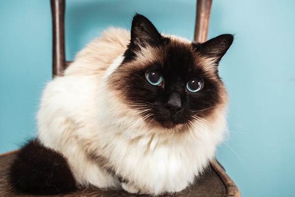 birman seal point kittens