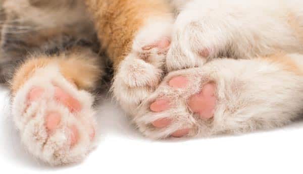 Cutaneous Horn Cat Paw