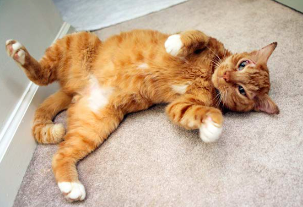 All photos via Rescued: The Stories of 12 Cats, Through Their Eyes
