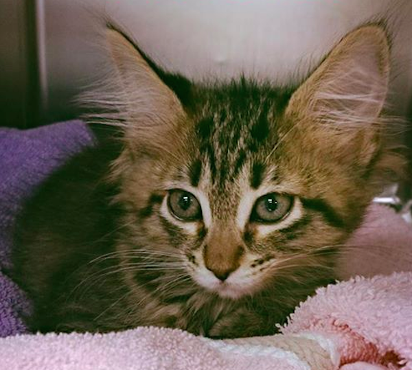 All photos via the SPCA of Northern Nevada