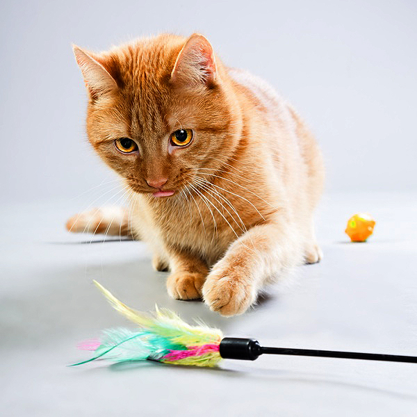 cats playing with toys