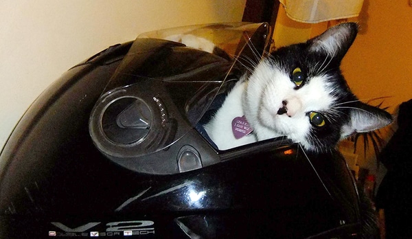  Cats  Love Motorcycles and These Photos Prove It Catster