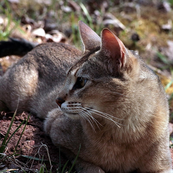 1-teaser-and-main-img-chausie