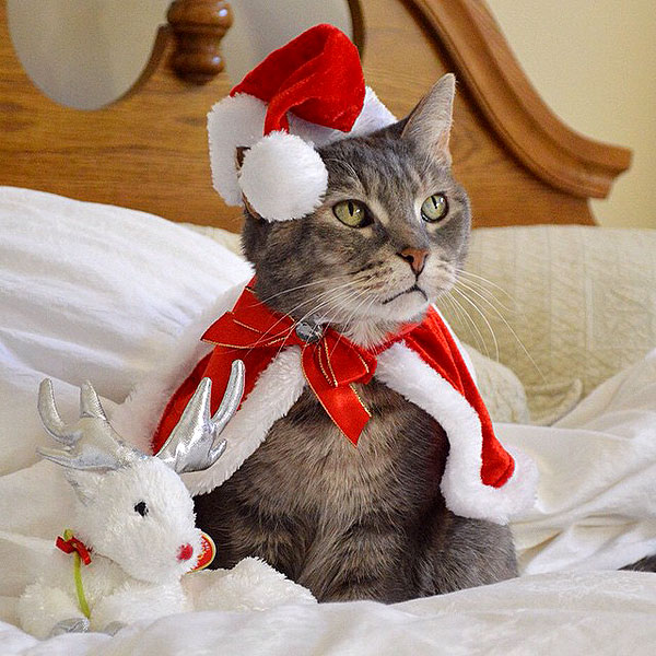 Felis Navidad: Cats of Instagram Reveals Its Top 10 Holiday Cats - Catster