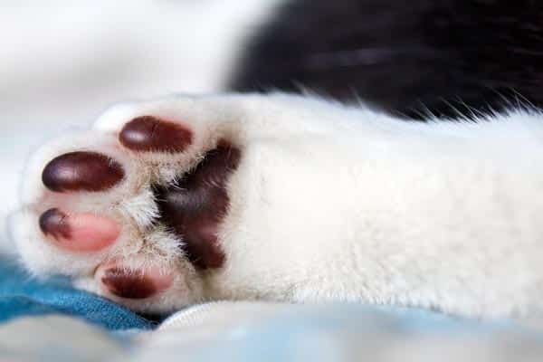 Cat paw pads that are both pink and black.