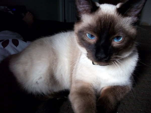 How To Introduce A New Kitten To My Cat How To Introduce A New Kitten To My Cat