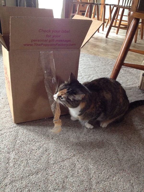 My Cat Is a Tape Addict Catster