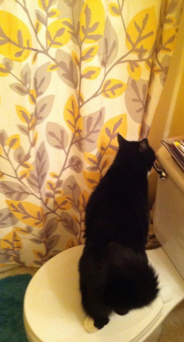 When I'm in the Shower, My Cat Loses His Mind Catster