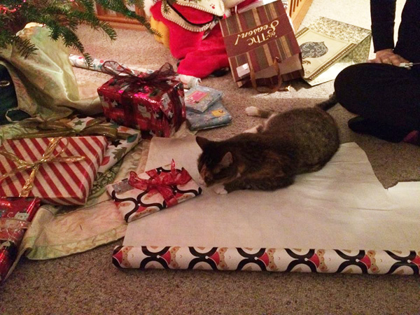 its impossible to efficiently wrap anything while a crowd of cats is helping me and to top it off all my gifts have clumps of cat hair stuck in the - How To Wrap A Cat For Christmas its impossible to efficiently wrap anything while a crowd of cats is helping me and to top it off all my gifts have clumps of cat hair stuck in the - How To Wrap A Cat For Christmas