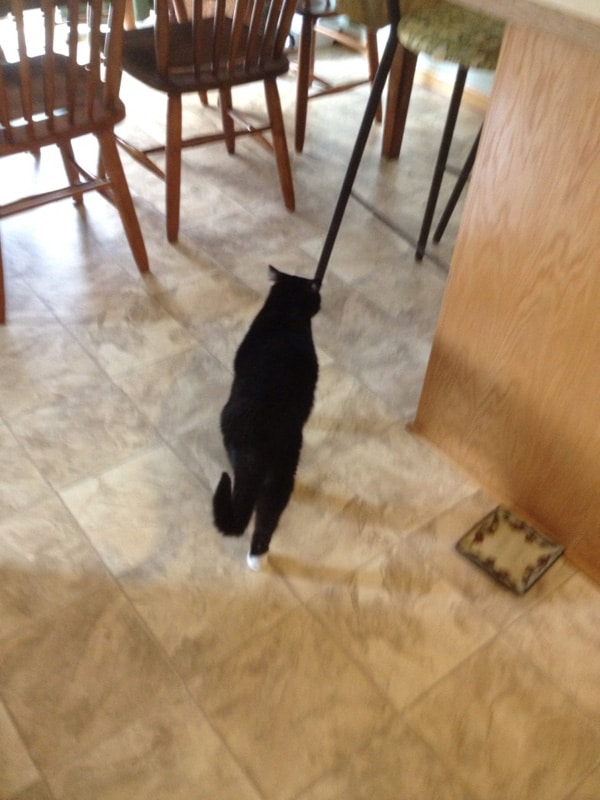 5 Ways I Can Tell My Cats Are Ignoring Me Catster