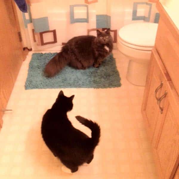 6 Objects in My House My Cats Are Obsessed With Licking Catster