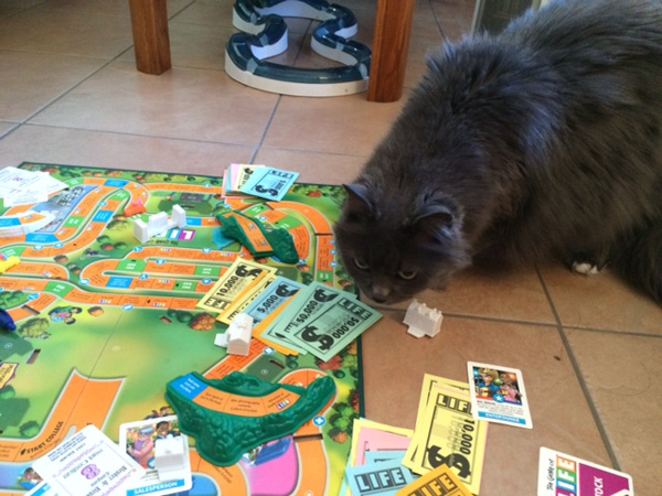 cat life game cat life game