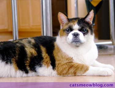 Thursday 13 Cat Dog Hybrids Catster Thursday 13 Cat Dog Hybrids Catster