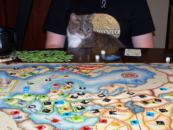 cat proof puzzle table