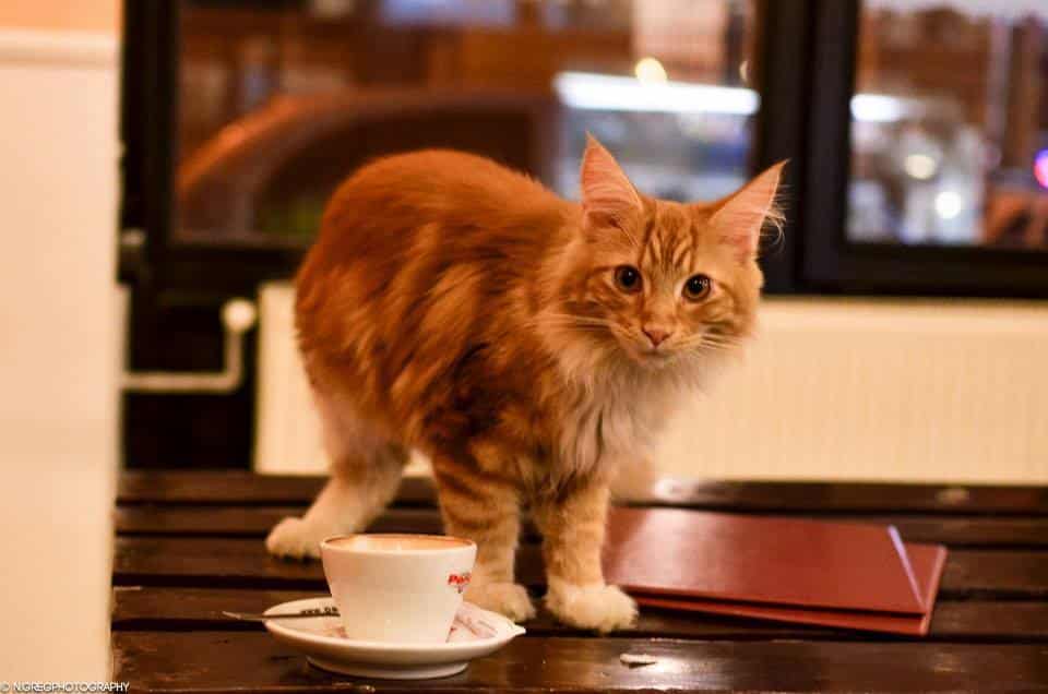 We Ask Cats What THEY Want in a Cat Cafe - Catster