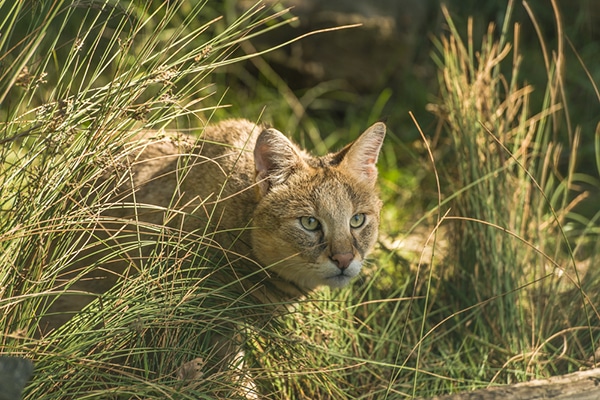 2-600px-jungle-cat-felis-chaus