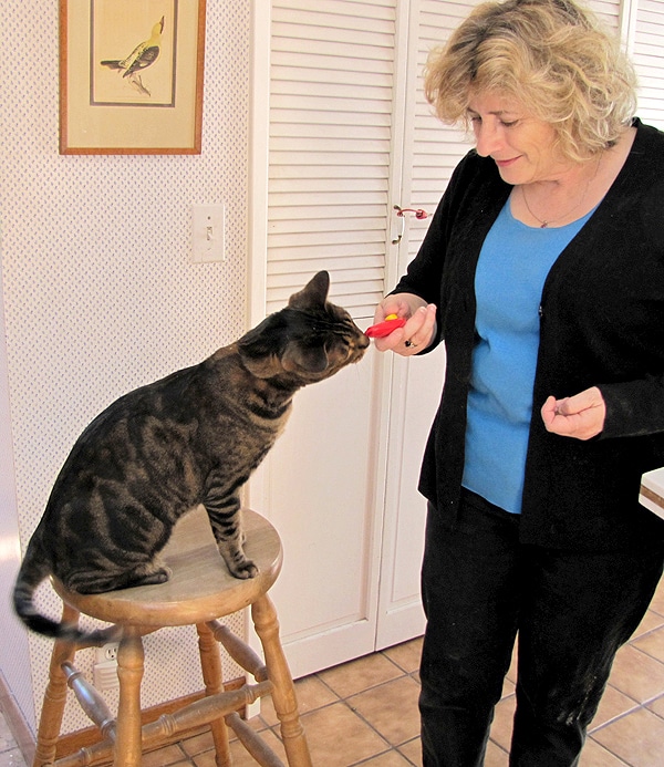 How to train a cat using clicker training. 