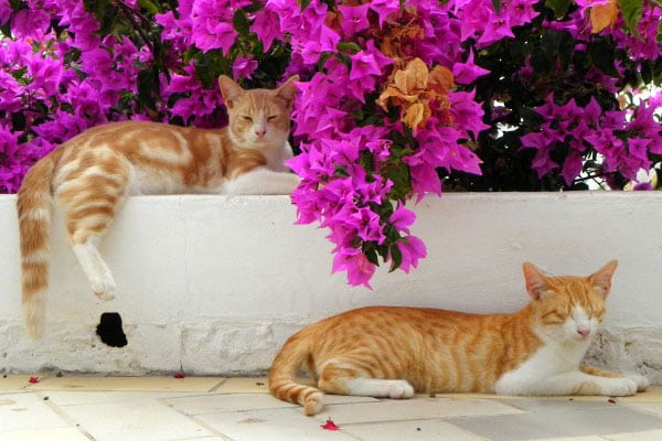 Lanzarote Is an Island Paradise, But Not for Its Feral Cats Catster