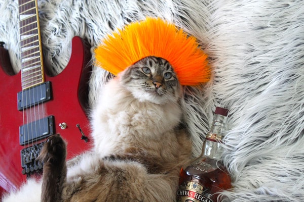 20121003-cushzilla-cat-rock-star.jpg