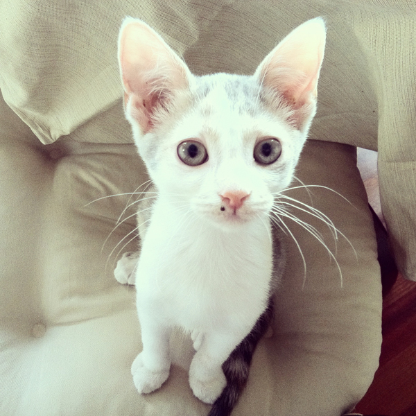 The Cats of Instagram Calendar 365 Days of Cool Catster