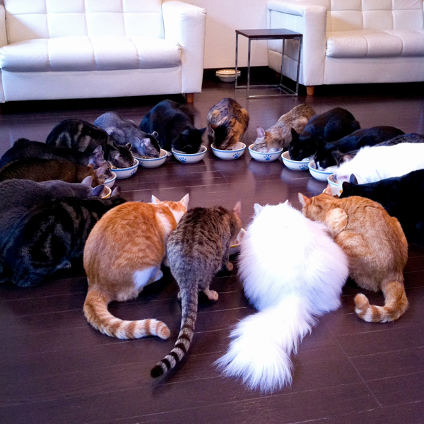 The Cats of Instagram Calendar 365 Days of Cool Catster