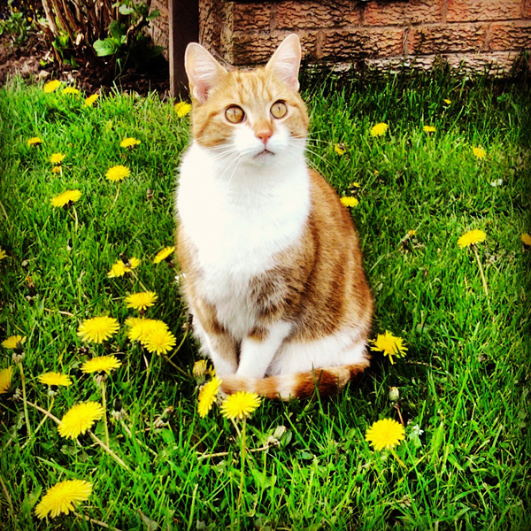 The Cats of Instagram Calendar 365 Days of Cool Catster