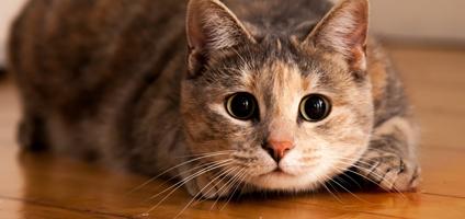 Loudest Purring Cat Breed Loudest Purring Cat Breed