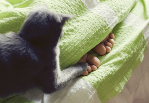 A cat playing with his human's feet in bed. 