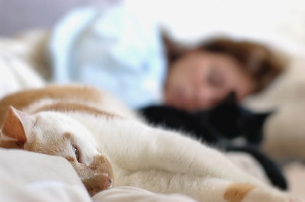 A woman sleeps in her bed with multiple cats. 