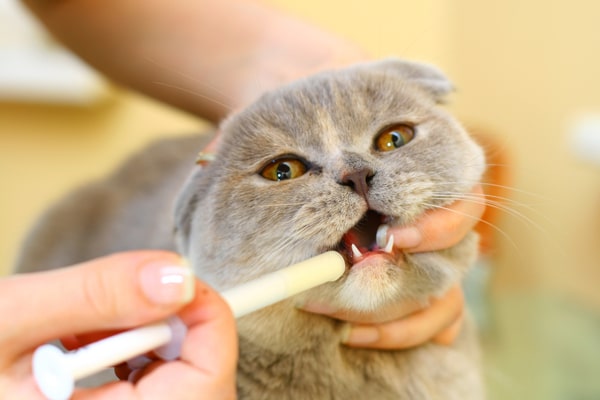 What Is The Most Effective Way To Give A Cat Pill Catster