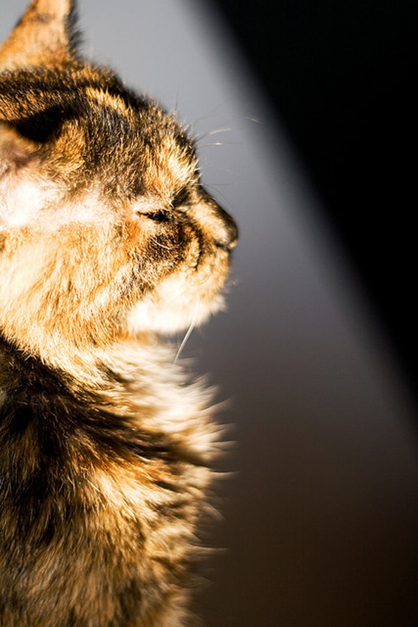 10 Cats, Proud of Who They Are Catster