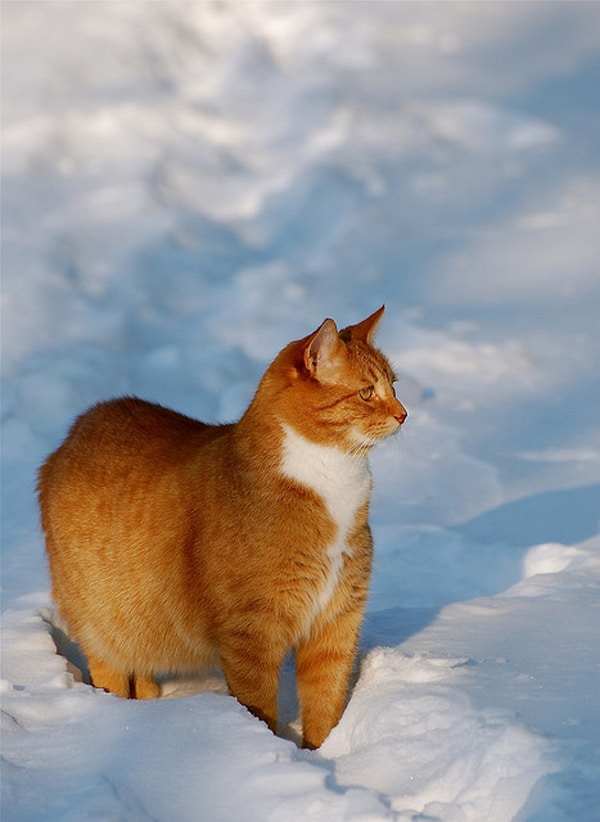 10 Cats, Proud of Who They Are Catster