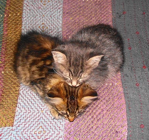 10 Cats With Heart Shaped Fur Catster