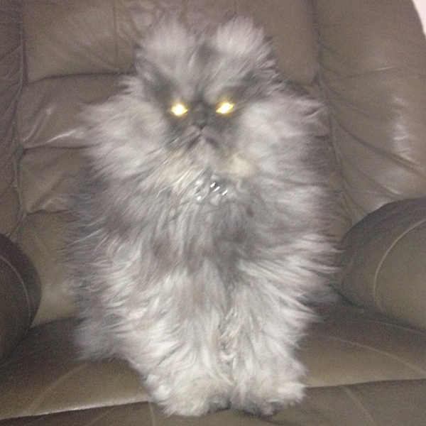 We Check in with Colonel Meow, Our Favorite Feline Overlord Catster