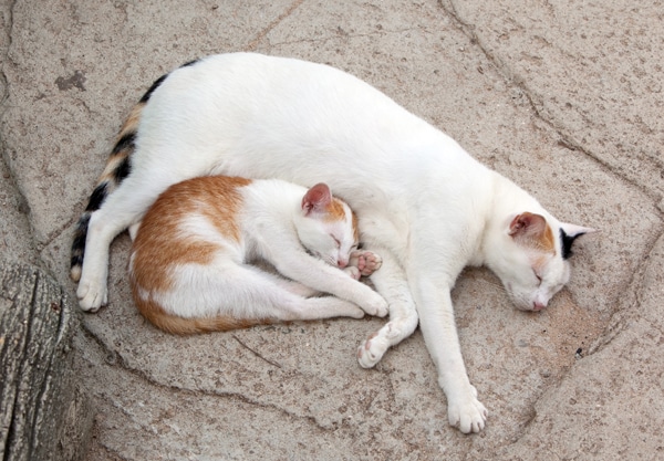 kitten and older cat introducing